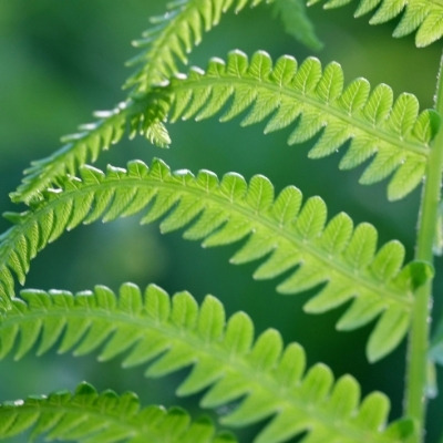 Fractals within a fern